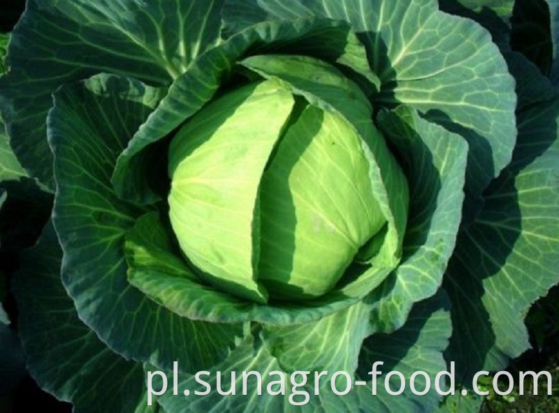 Healthy And Delicious Cabbage